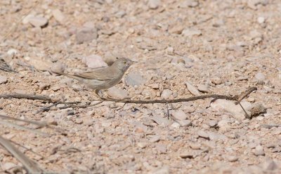 Desert Warbler (Sylvia nana)