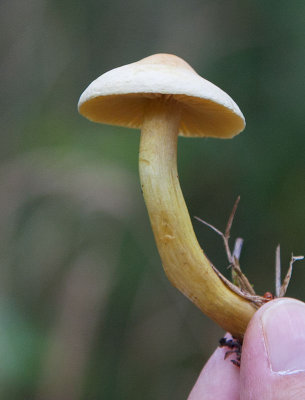 Svavelmusseron (Tricholoma sulphureum)