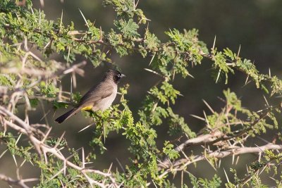 Yellow-vented Bulbul (Pycnonotus xanthopygos)