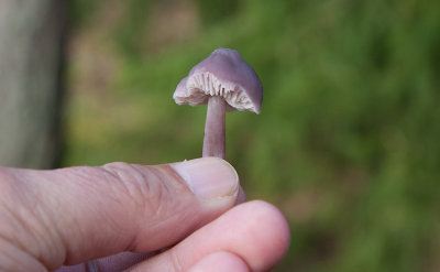 Rttikhtta (Mycena pura)