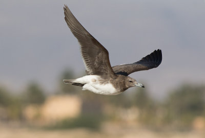  Sooty Gull (Ichthyaetus hemprichii)