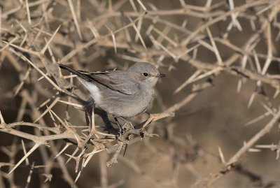 Blackstart (Cercomela melanura)