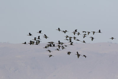 Glossy Ibis (Plegadis falcinellus)