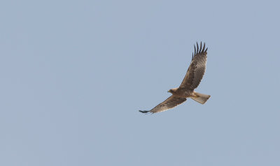 Booted Eagle (Hieraaetus pennatus)