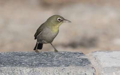 White-breasted-White-eye (Zosterops abyssinicus)