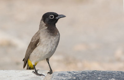 Yellow-vented Bulbul (Pycnonotus xanthopygos)