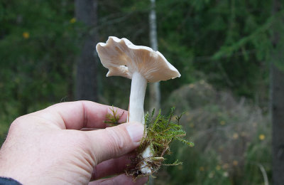 Vit tuvskivling (Lyophyllum connatum)