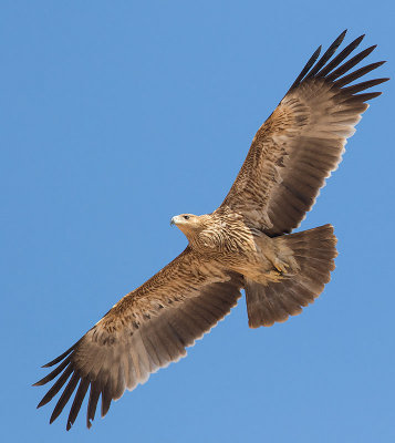  Eastern Imperial Eagle (Aquila heliaca)