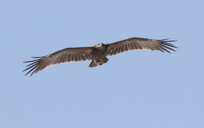Greater Spotted Eagle (Clanga clanga)	