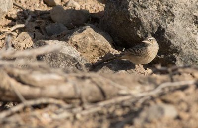 Long-billed Pipit (Anthus similis)