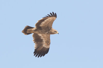 Steppe Eagle (Aquila nipalensis) 2k