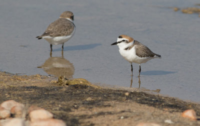 Kentish Plover (Charadrius alexandrinus)