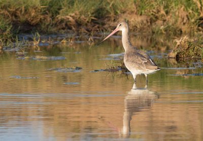 Black-tailed Godwit (Limosa limosa)