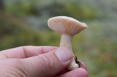 Tallriska (Lactarius musteus)