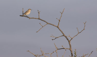 Isabelline Wheatear (Oenanthe isabellina)