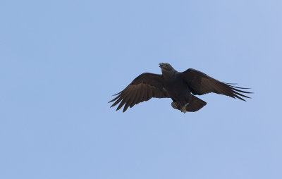 Fan-tailed Raven (Corvus rhipidurus)	