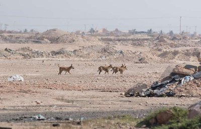 Raysut city dump