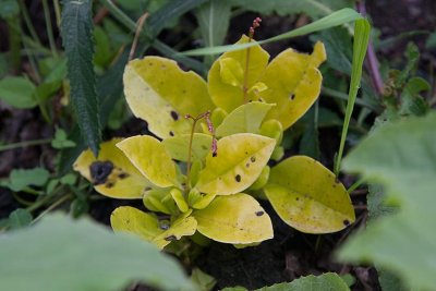Brnstensvippa (Talinum paniculatum)