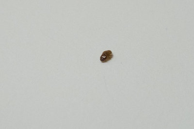 Bäverlus (Platypsyllus castoris)