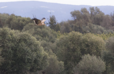 Spanish Imperial Eagle (Aquila adalberti), 2K