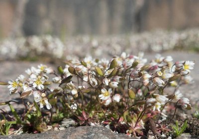 Nagelrt (Erophila verna)