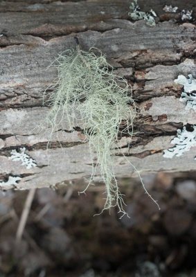 Luddig skgglav (Usnea hirta)