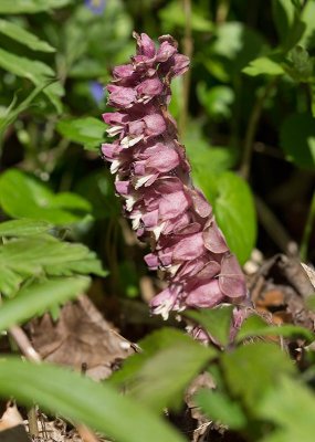 Vtteros (Lathraea squamaria)