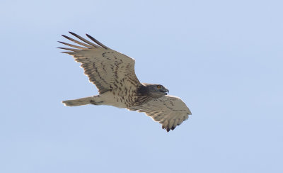 Short-toed Eagle (Circaetus gallicus)	