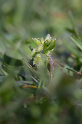 Blekarv (Stellaria pallida)