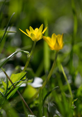 Svalrt (Ranunculus ficaria)