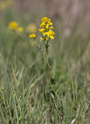 Sommargyllen (Barbarea vulgaris)