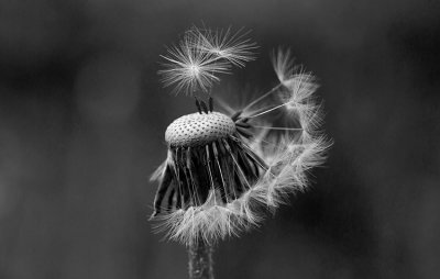 Ogrsmaskros (Taraxacum sect. Ruderalia)