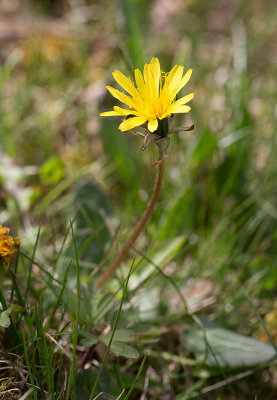 Ostenfelds maskros (Taraxacum ostenfeldii)