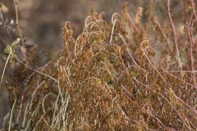 Krrtrel (Euphorbia palustris)