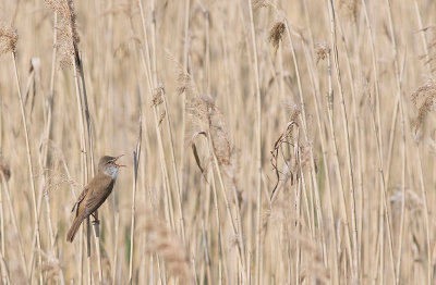 Great Reed Warbler (Acrocephalus arundinaceus)