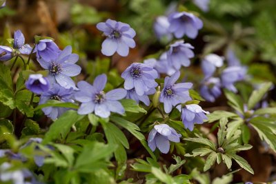 Ungersk blsippa (Hepatica transsilvanica)