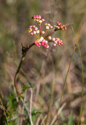 Brudbrd (Filipendula vulgaris)	