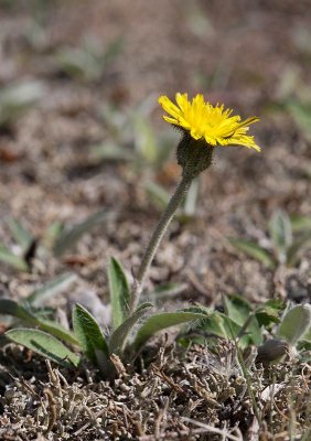 Grfibbla (Pilosella officinarum)