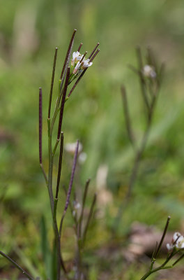 Bergbrsma (Cardamine hirsuta)