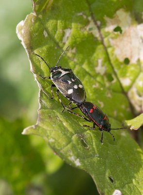 Rapssugare (Eurydema oleracea)