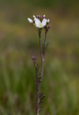 ngsbrsma (Cardamine pratensis)