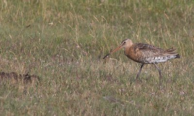 Black-tailed Godwit (Limosa limosa)