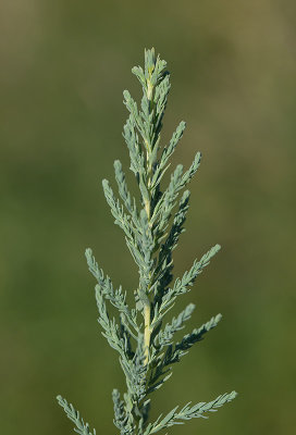 Kldris (Myricaria germanica)