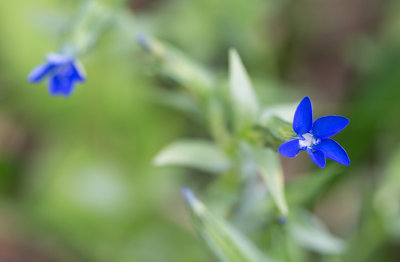 Fjllgentiana (Gentiana nivalis)