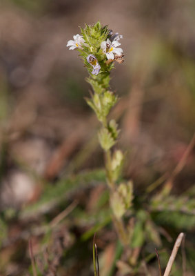 Fjllgontrst (Euphrasia frigida)