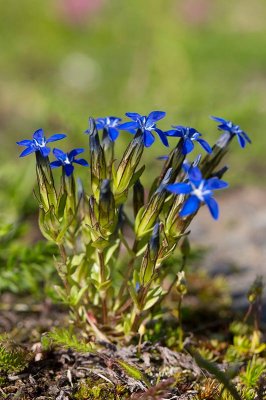 Fjllgentiana (Gentiana nivalis)