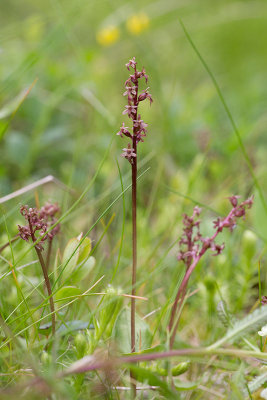 Spindelblomster (Listera cordata)
