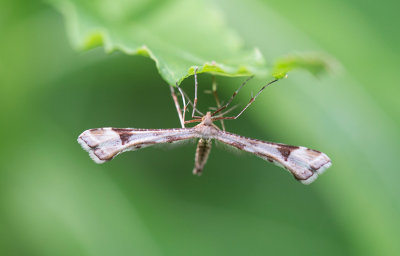 Hsthovsfjdermott (Platyptilia gonodactyla)