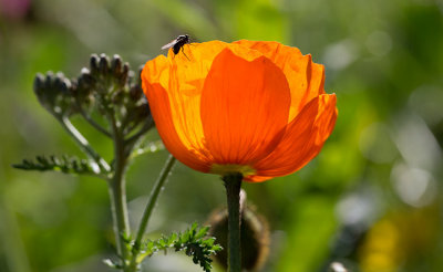 Sibirisk vallmo (Papaver croceum)