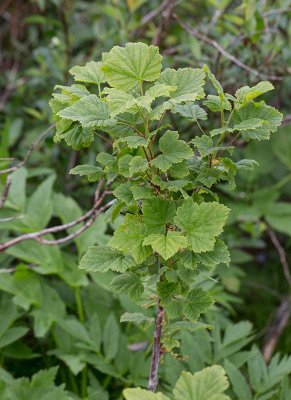 Lappvinbr (Ribes spicatum ssp. lapponicum)